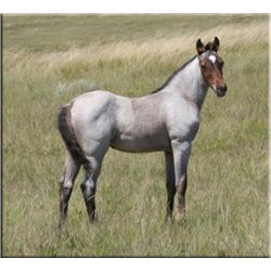 Jazzy Dual Boon (pending) - 2011 Bay Roan AQHA Filly