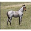 Image 1 : Jazzy Dual Boon (pending) - 2011 Bay Roan AQHA Filly