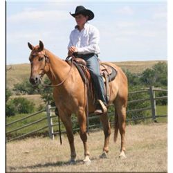 Mr Sonny Sanbar - 05 Red Dun AQHA Gelding