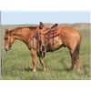 Image 2 : Mr Sonny Sanbar - 05 Red Dun AQHA Gelding