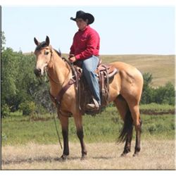 French Flitwood - 07 BU AQHA Gelding