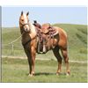 Image 1 : Nickie Flit - 08 Palomino AQHA Mare