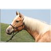 Image 2 : Nickie Flit - 08 Palomino AQHA Mare