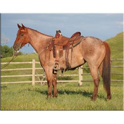 Fire Fox Roan - 08 Red Roan AQHA Mare
