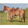 Image 1 : Fire Fox Roan - 08 Red Roan AQHA Mare
