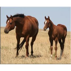 Flit Frost - 99 Chestnut AQHA Mare