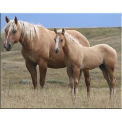 Firewater Loma - 01 Palomino AQHA Mare