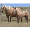 Image 1 : Firewater Loma - 01 Palomino AQHA Mare