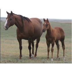 Laughing Loma - 00 SO AQHA Mare