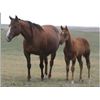 Image 1 : Laughing Loma - 00 SO AQHA Mare
