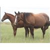 Image 2 : Laughing Loma - 00 SO AQHA Mare