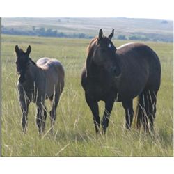 Dee Do Freckles - 07 Black AQHA Mare