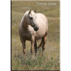 Cocoa Jozie - 00 Palomino AQHA Mare