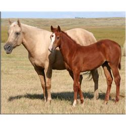 Jozie Wood - 04 Palomino AQHA Mare