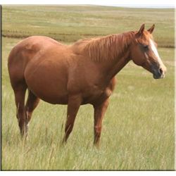 Sak Em Classy  - 00 SO AQHA Mare