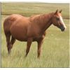 Image 1 : Sak Em Classy  - 00 SO AQHA Mare