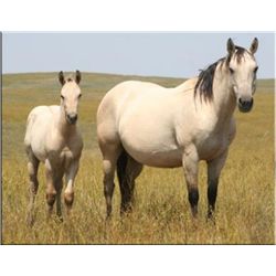 Sak Em Brooke  - 98 BU AQHA Mare