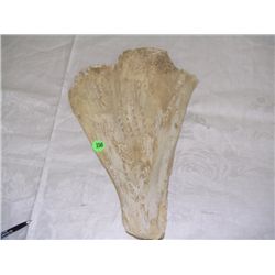 large old asian  Oracle Bone  (Ox Clavicle) with ancient Chinese script