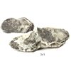 Image 1 : Clump of 4 Potosi, Bolivia, cob 8 reales, Philip II.