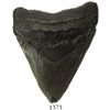Image 1 : Large megalodon tooth (black), 25 million years old, found off South Carolina.