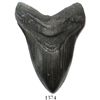 Image 1 : Large megalodon tooth (black), 25 million years old, found off South Carolina.