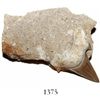 Image 1 : Mackerel shark tooth in concretion, 25 million years old, found off South Carolina.