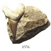Image 1 : Mackerel shark tooth in concretion, 25 million years old, found off South Carolina.