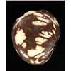 Image 2 : Chinese Handcarved Tagua Ivory Nut (CLB-730)