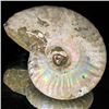 Image 1 : 175ct Opalized Ammonite Full Uncut (MIN-000264)