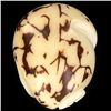 Image 2 : Chinese Handcarved Tagua Ivory Nut (CLB-742)