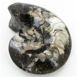 4265ct Fire Polished Lg Fossilized Ammonite Whole (MIN-000001)