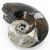 5470ct Fire Polished Lg Fossilized Ammonite Whole (MIN-000002)