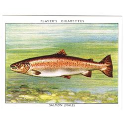 1935: Freshwater Fish series John Player and Sons cigarette cards
