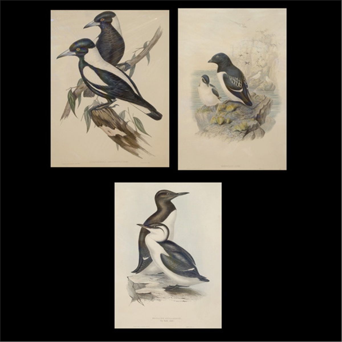 J Gould & HC Richter. 3 Lithographs