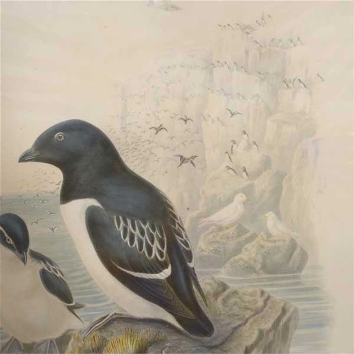 J Gould & HC Richter. 3 Lithographs