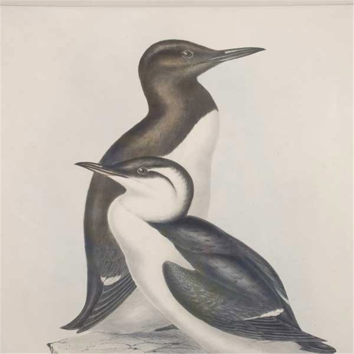 J Gould & HC Richter. 3 Lithographs