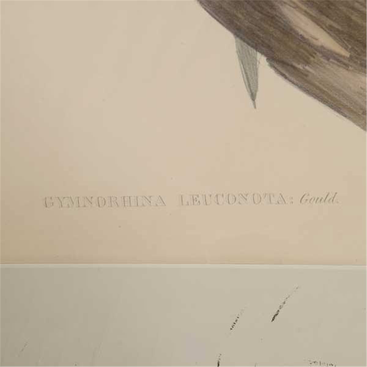 J Gould & HC Richter. 3 Lithographs