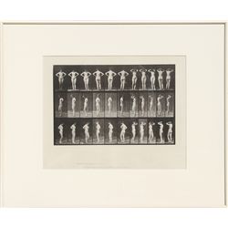 Eadweard Muybridge, Animal Locomotion, Collotype