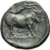 Image 2 : Campania, Neapolis   Didracma, 405 a.C.