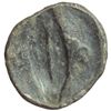 Image 2 : Lucania, Metapontum   Obolo, 440-430 a.C.