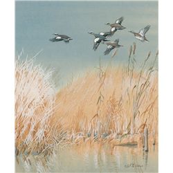 Edward von S. Dingle - American Widgeon