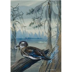 Edward von S. Dingle - Wood Duck Hen