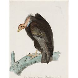 George W. Sully - California Turkey Vulture No. 3