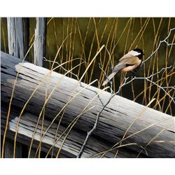 Addison Palmer - Chickadee