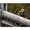 Image 1 : Addison Palmer - Chickadee