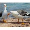 Image 1 : Carol Guzman - Gulls