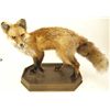 Image 1 : Nicely mounted Red Fox on walnut base