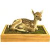 Nicely mounted baby fawn