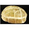 Image 1 : Great fossilize turtle from Private land of White