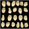 Image 1 : Collection of 22 Elk ivories